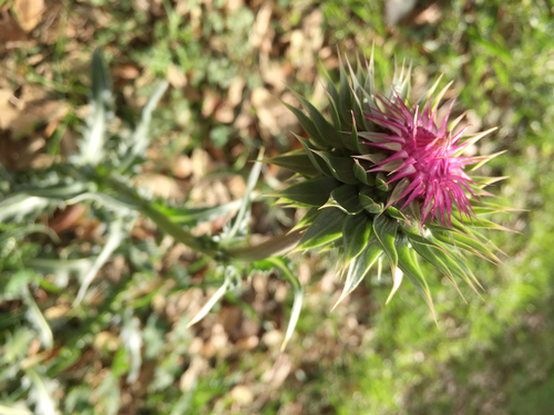 Carduus nutans (musk thistle)