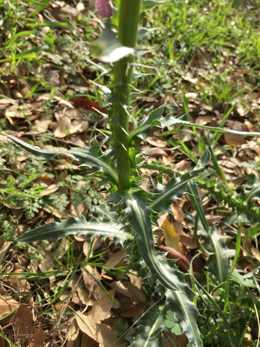Carduus nutans (musk thistle)