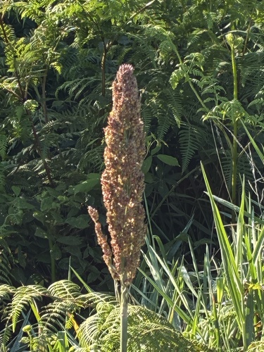Sorghum bicolor (Sorghums) (alternate view 7)