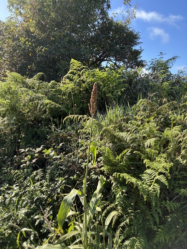 Sorghum bicolor (Sorghums) (alternate view 8)
