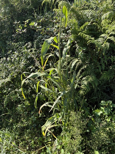 Sorghum bicolor (Sorghums) (alternate view 9)