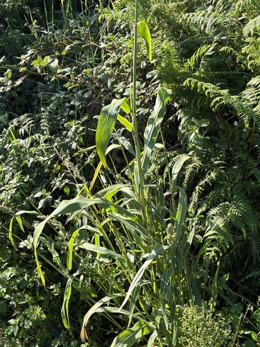 Sorghum bicolor (Sorghums) (alternate view 10)