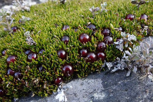 Coprosma (Coprosma) (alternate view 3)