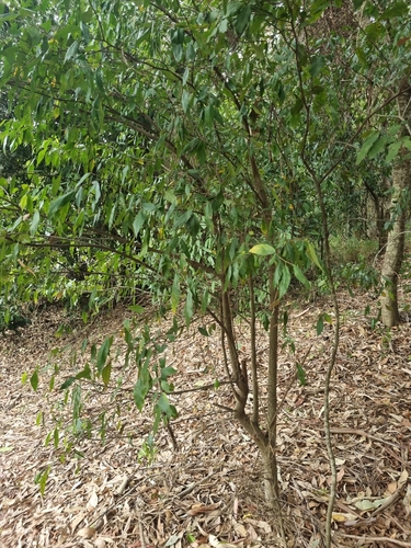 Paratrophis pendulina (whalebone tree)