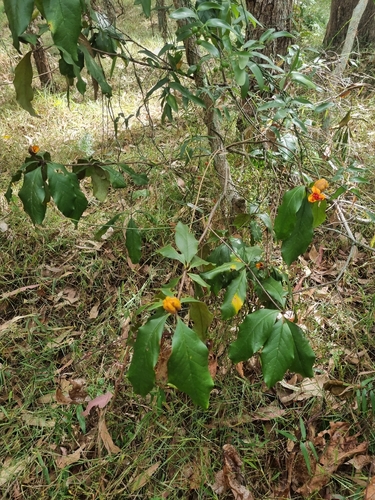 Pittosporum revolutum (Rough-fruited Pittosporum) (alternate view 7)