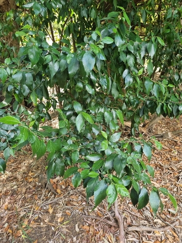 Paratrophis pendulina (whalebone tree) (alternate view 2)