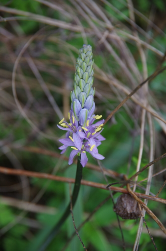 Camassia scilloides (Atlantic camas) (alternate view 10)