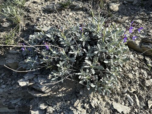 Salvia canescens var. daghestanica (Daghestan Sage) (alternate view 5)