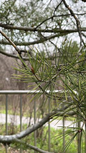 Pinus bungeana (Lacebark Pine) (alternate view 4)
