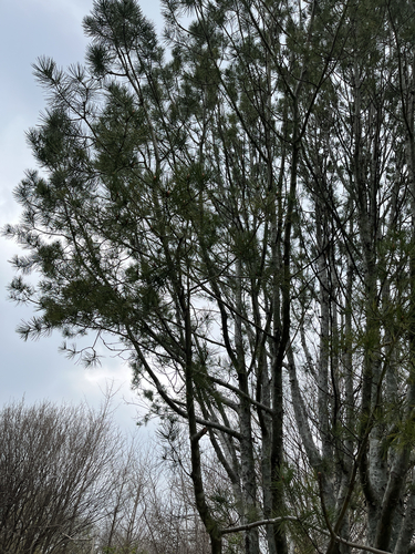 Pinus bungeana (Lacebark Pine) (alternate view 5)