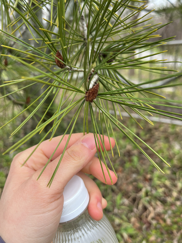 Pinus bungeana (Lacebark Pine) (alternate view 7)