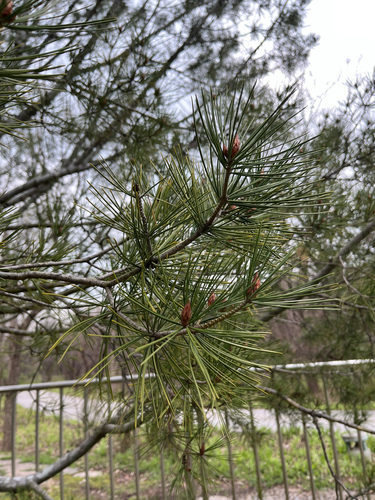Pinus bungeana (Lacebark Pine) (alternate view 6)