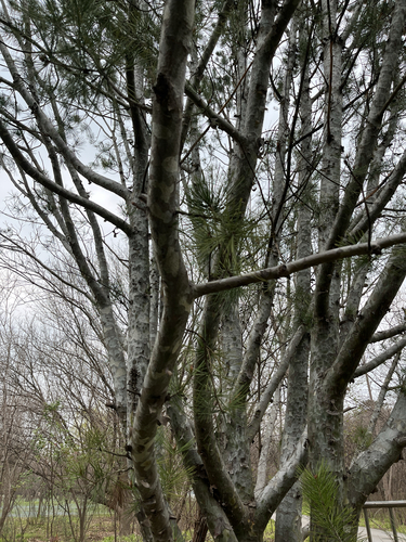 Pinus bungeana (Lacebark Pine) (alternate view 8)