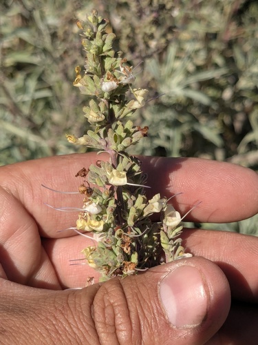 Salvia apiana (white sage) (alternate view 9)