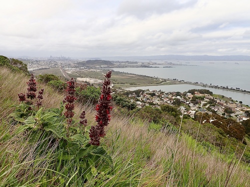 Salvia spathacea (Hummingbird Sage) (alternate view 6)