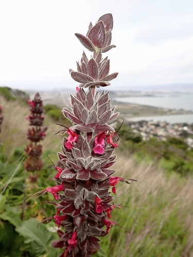 Salvia spathacea (Hummingbird Sage) (alternate view 8)