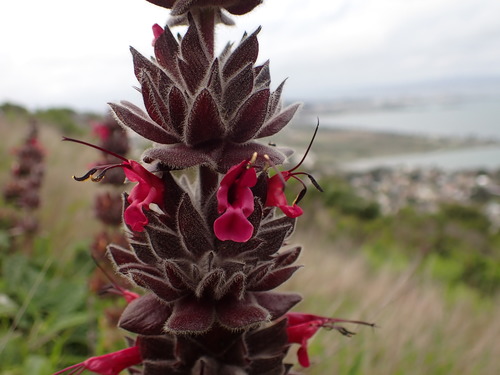 Salvia spathacea (Hummingbird Sage) (alternate view 7)