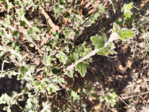 Xanthosia pilosa (Woolly Xanthosia) (alternate view 2)