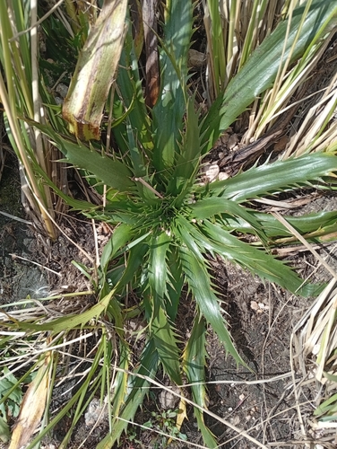 Eryngium agavifolium (Agave-leaved Sea Holly) (alternate view 5)