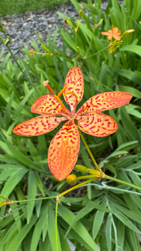 Iris domestica (Blackberry Lily) (alternate view 12)