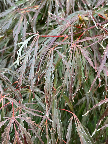 Acer palmatum var. dissectum (laceleaf Japanese maple)