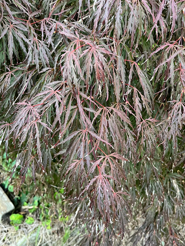 Acer palmatum var. dissectum (laceleaf Japanese maple) (alternate view 2)