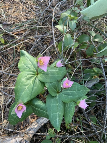 Pseudotrillium rivale (brook wakerobin) (alternate view 3)