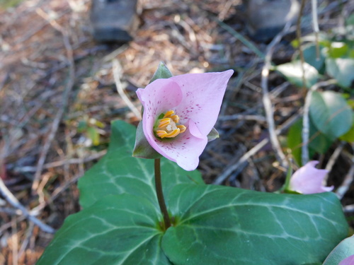 Pseudotrillium rivale (brook wakerobin) (alternate view 4)