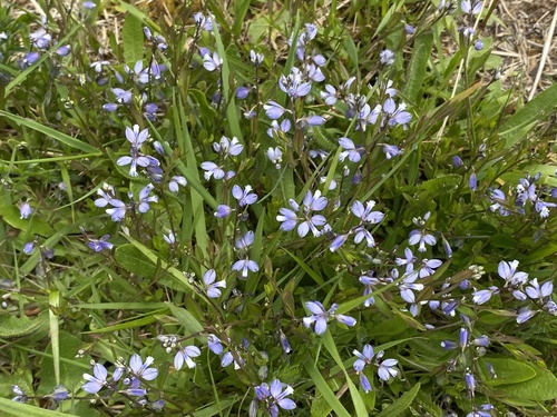 Polygala serpyllifolia (Heath Milkwort)
