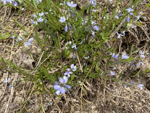 Polygala serpyllifolia (Heath Milkwort)