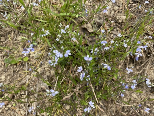 Polygala serpyllifolia (Heath Milkwort)