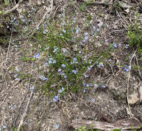 Polygala serpyllifolia (Heath Milkwort)