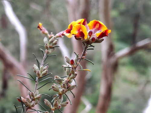 Dillwynia cinerascens (grey parrot pea) (alternate view 3)