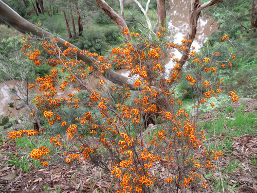 Dillwynia cinerascens (grey parrot pea) (alternate view 4)