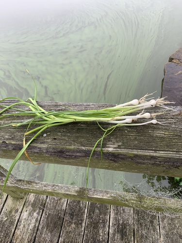 Allium drummondii (Drummond's Onion) (alternate view 6)