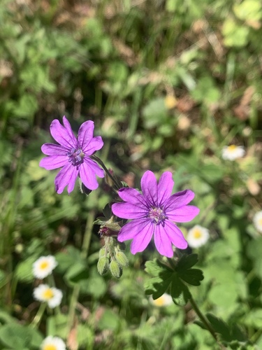Geranium pyrenaicum (Hedgerow Crane's-bill)