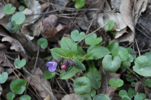 Pulmonaria obscura (Suffolk Lungwort)
