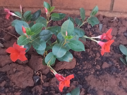 Mandevilla sanderi (Pink Mandevilla)