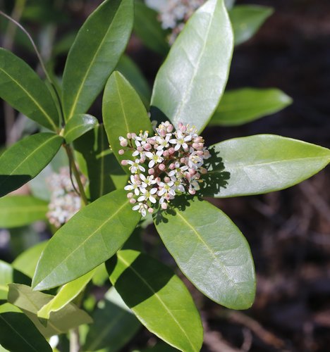 Skimmia japonica (Japanese skimmia)