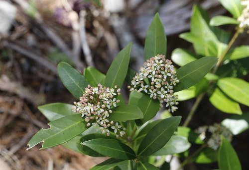 Skimmia japonica (Japanese skimmia) (alternate view 2)