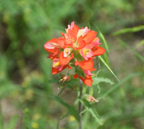 Castilleja coccinea (Painted-cup paintbrush) (alternate view 9)