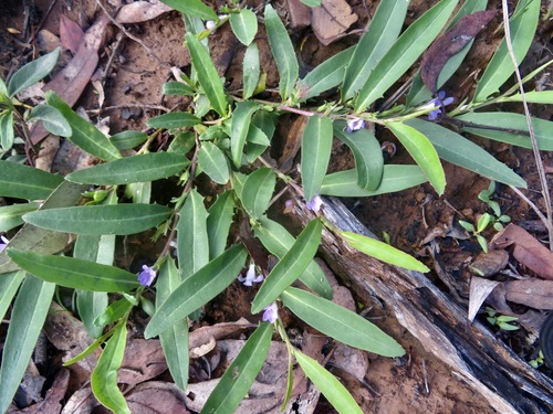 Eremophila debilis (Winter Apple) (alternate view 6)