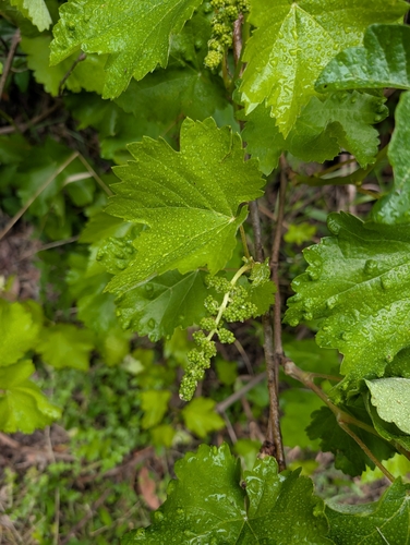 Vitis californica (California wild grape) (alternate view 3)