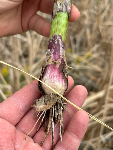 Allium (onions) (alternate view 4)