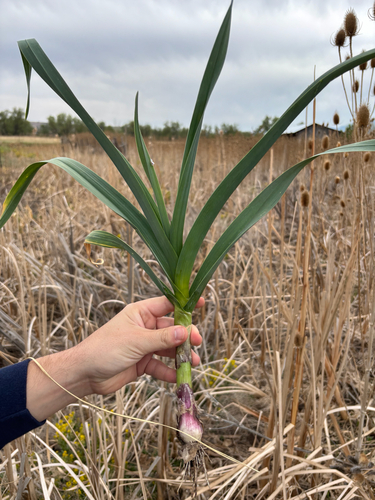 Allium (onions) (alternate view 3)