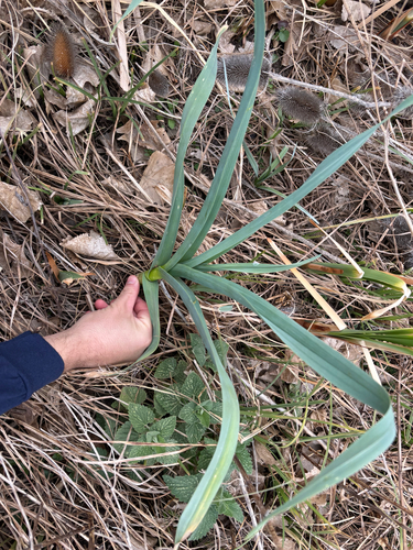 Allium (onions) (alternate view 5)