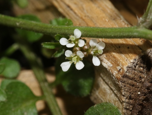 Cardamine hirsuta (shotweed)