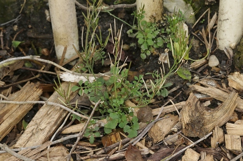 Cardamine hirsuta (shotweed) (alternate view 2)