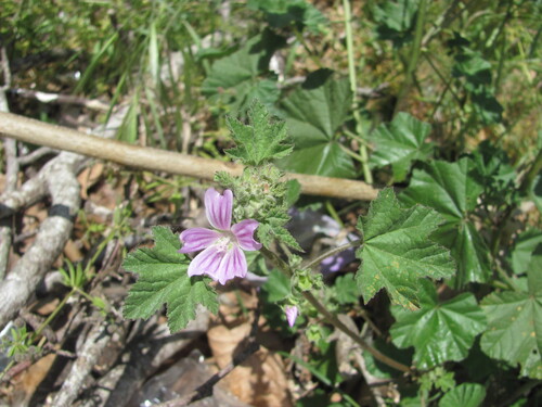 Malva multiflora (Cretan mallow) (alternate view 7)