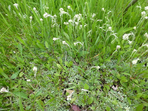 Antennaria microphylla (Rosy Pussytoes)